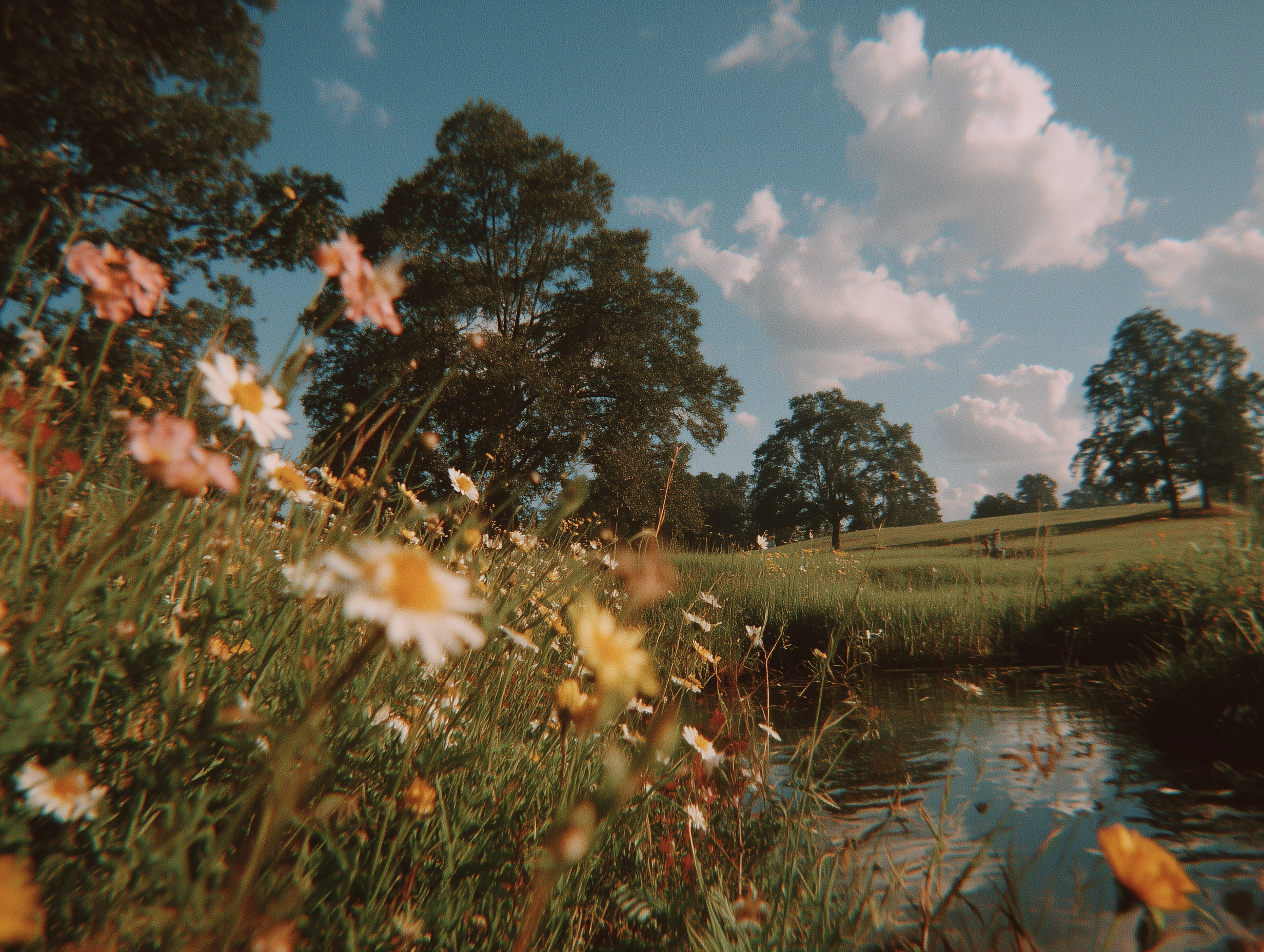 Countryside field at golden hour